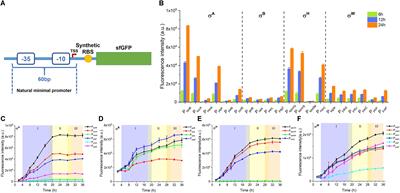 Realization of Robust and Precise Regulation of Gene Expression by Multiple Sigma Recognizable Artificial Promoters